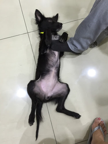 Barbara翻肚討摸